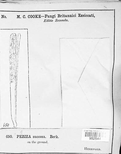 Paragalactinia succosa image